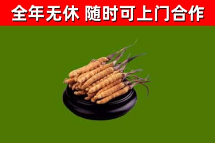 伊犁回收散虫草