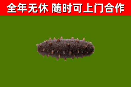 伊犁回收海参干